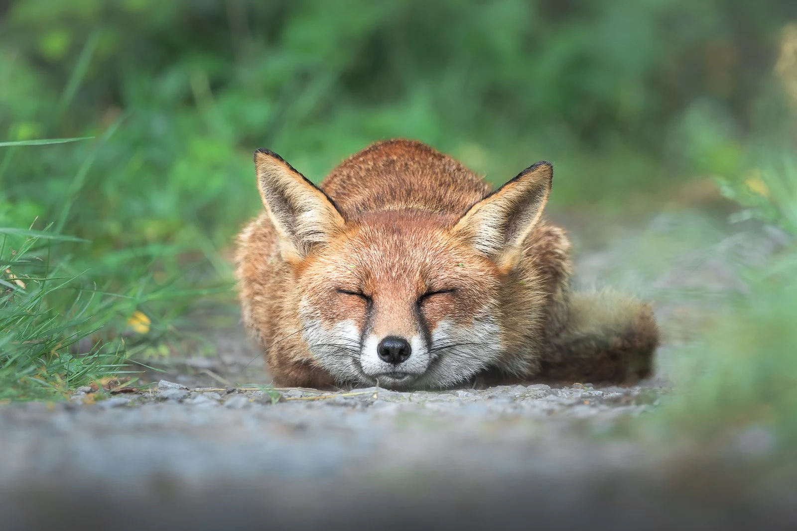 sleepyfox.jpg