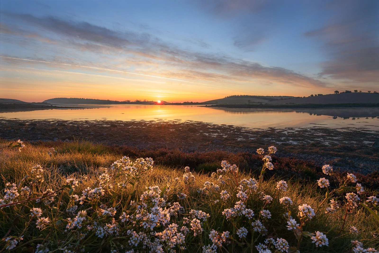 strangfordloughmorningglory.jpg