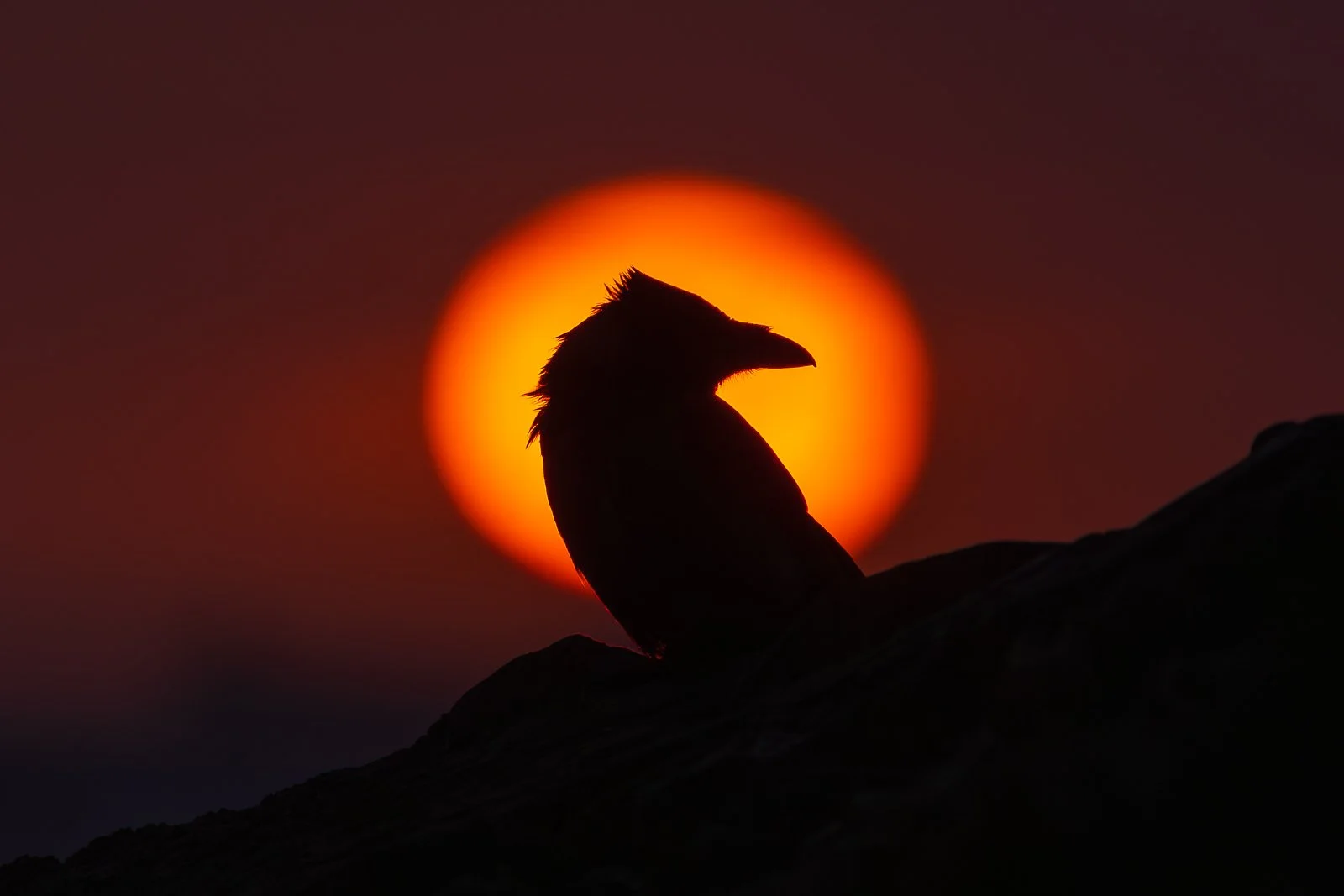 sunrisesilhouette.jpg