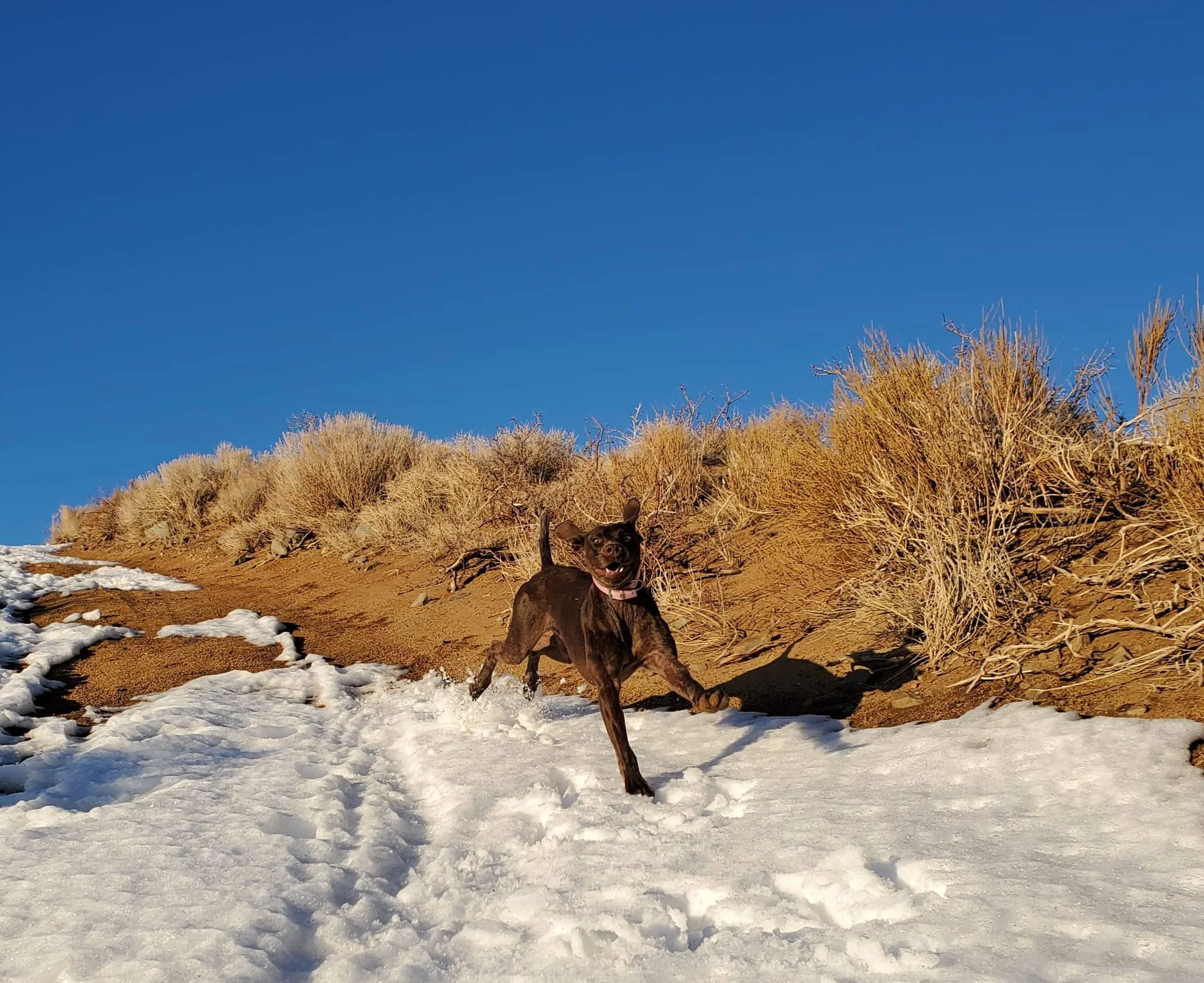 Brown german shorthair dog prancing in the snow with sagebrush and blue sky in the background.
