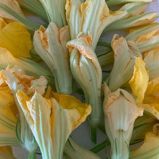 Zucchini flowers every day and we are crazy happy!!