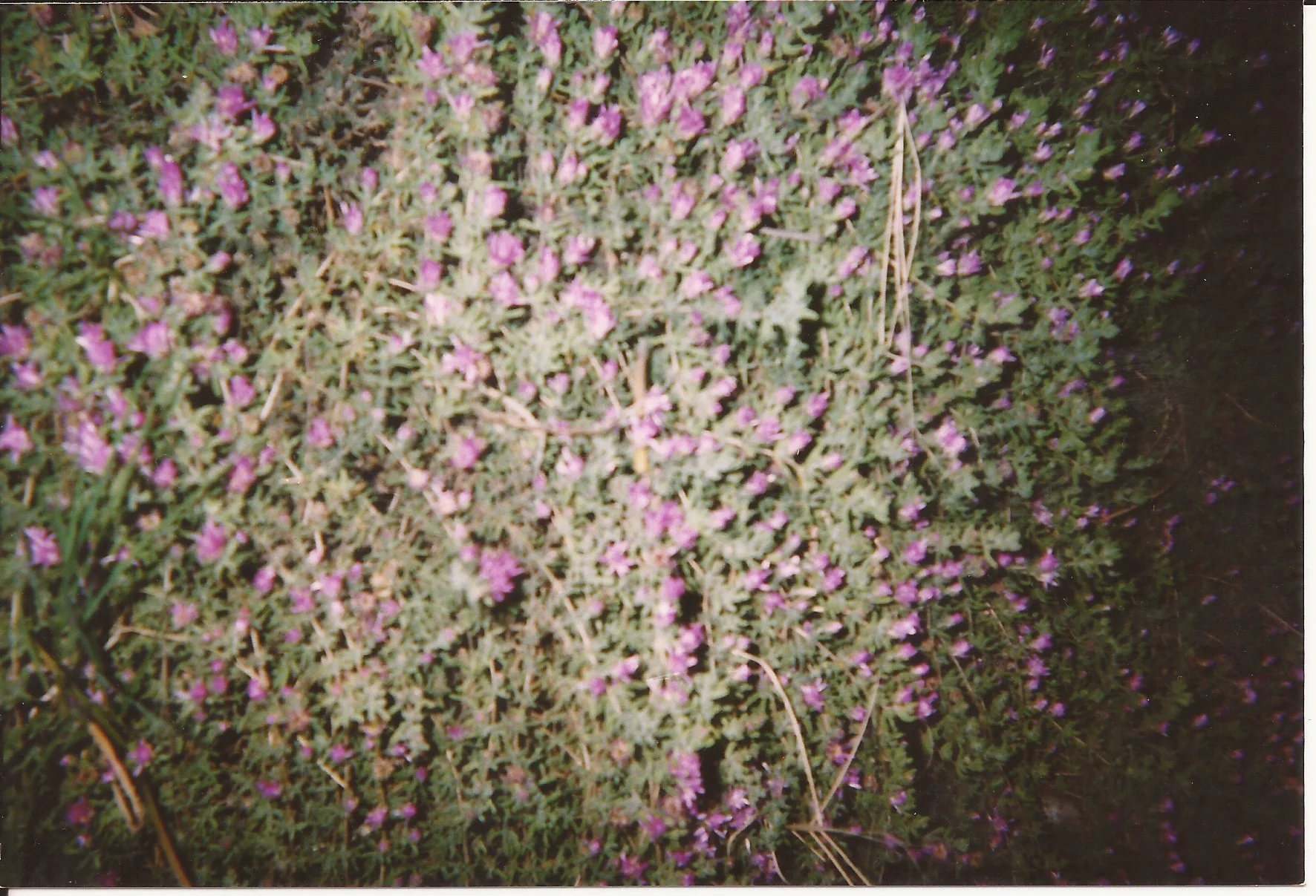 Scan 15.jpeg