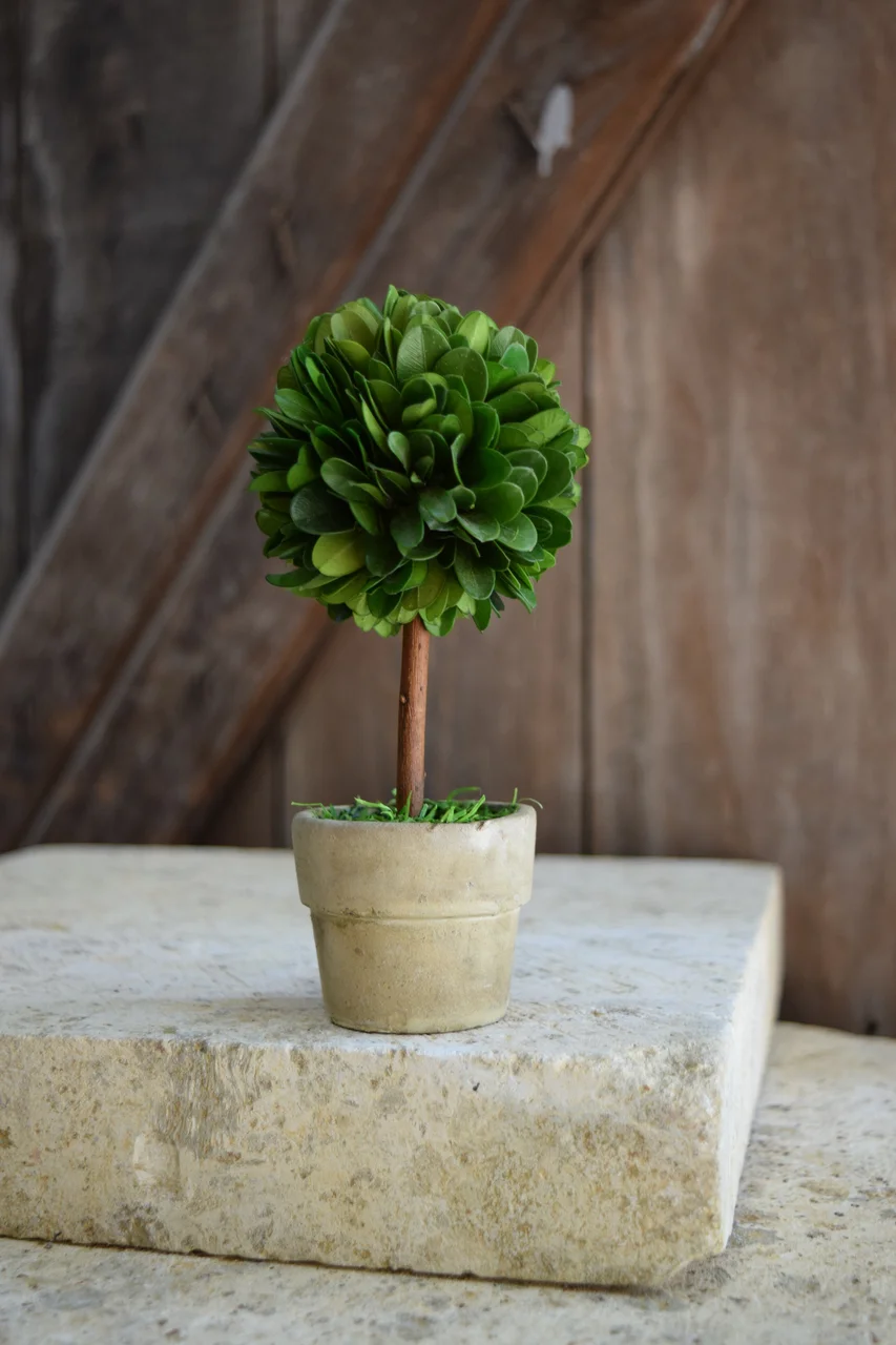 Boxwood Topiary Mini.jpg