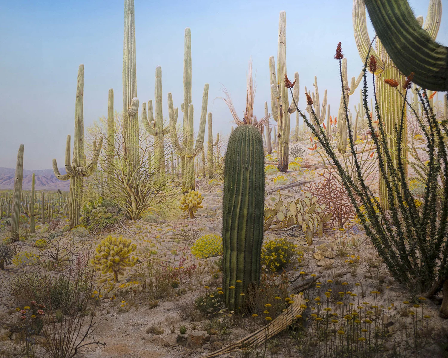 Arizona 1#, 2015.