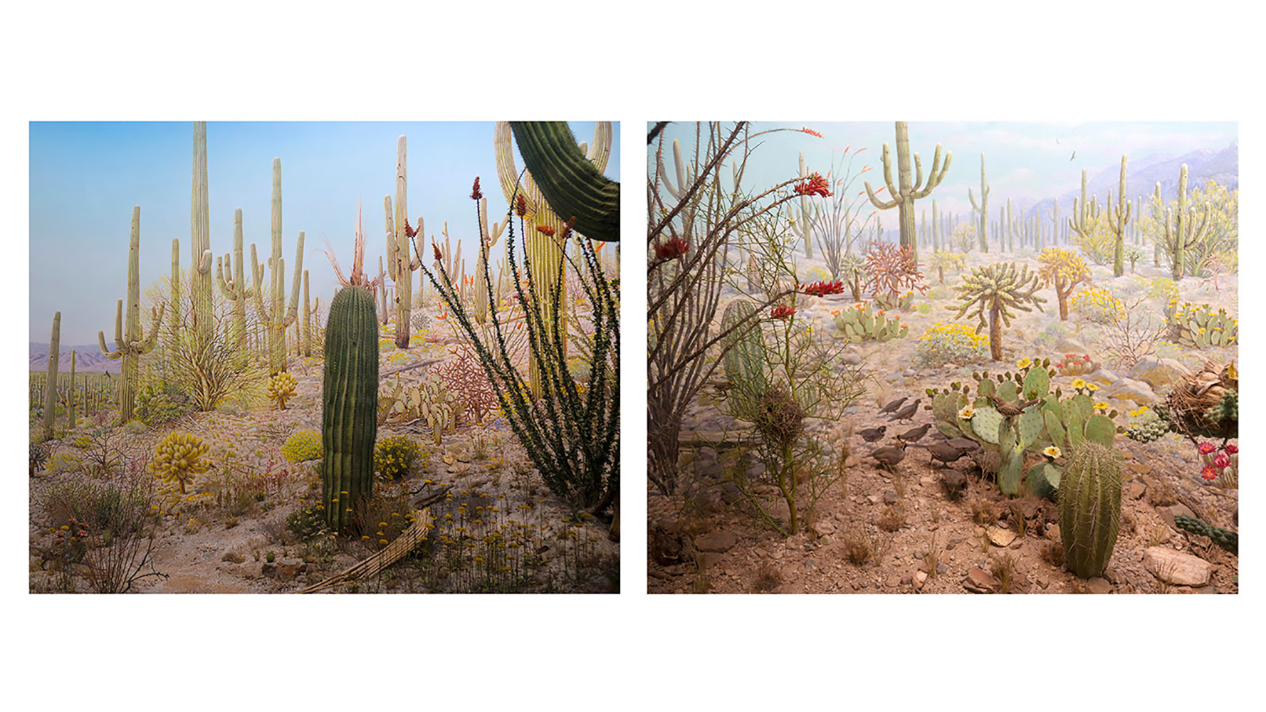 Arizona - diptych.jpg