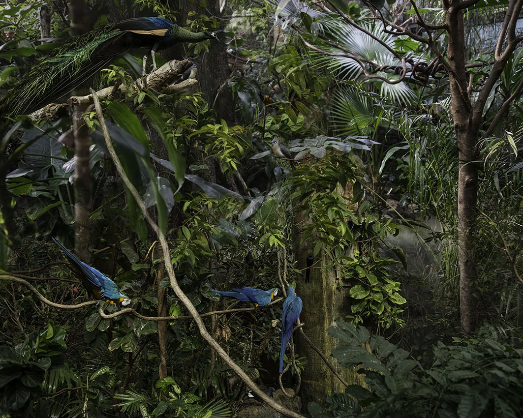 Peacock.jpg