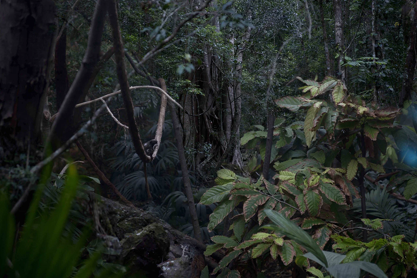 Jungle.jpg