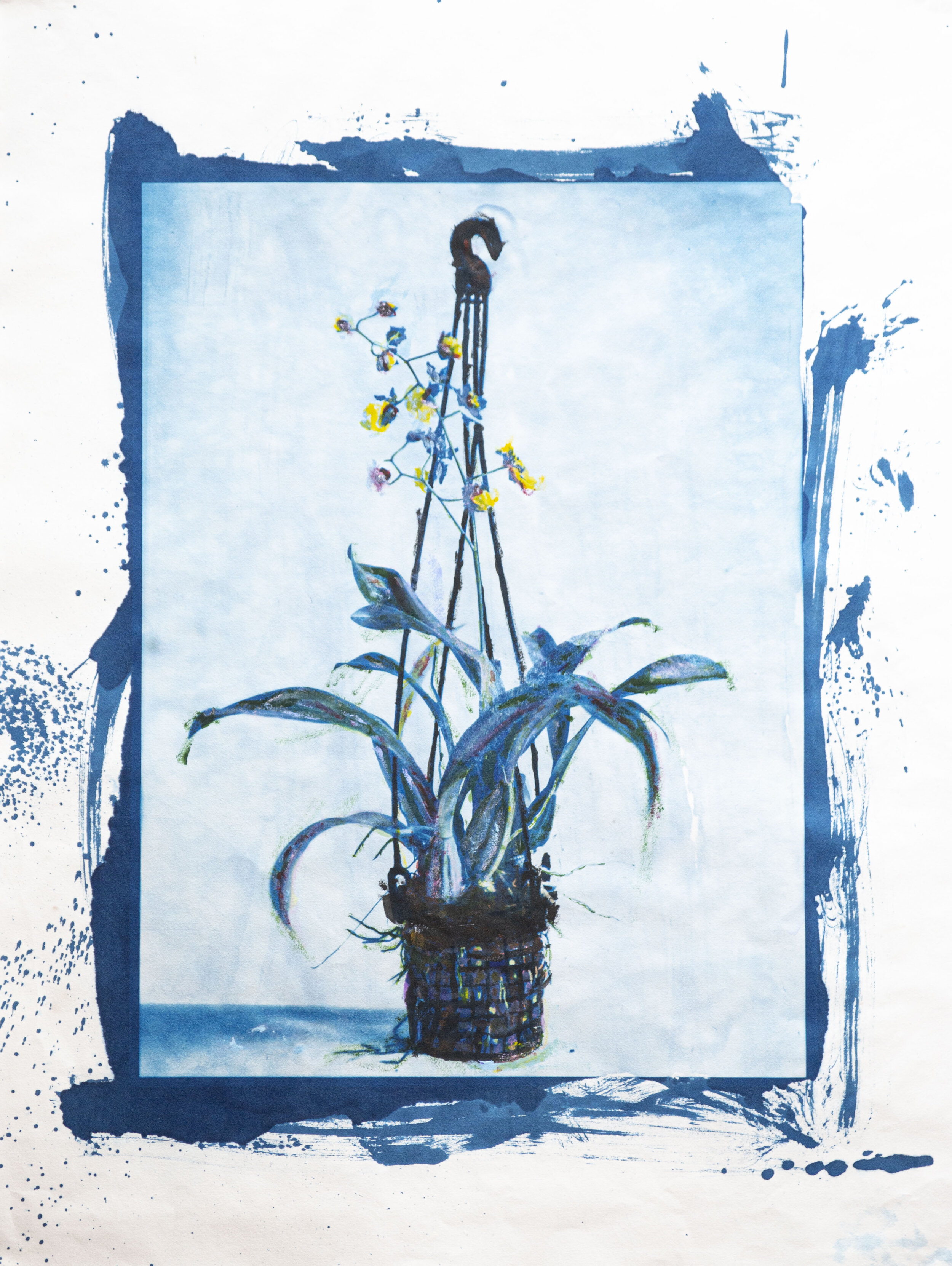 Oncidium Alosuka Claire, 2021  Cyanotype and Japanese pigments on Awagami archival hand made paper  87 x 64 cm