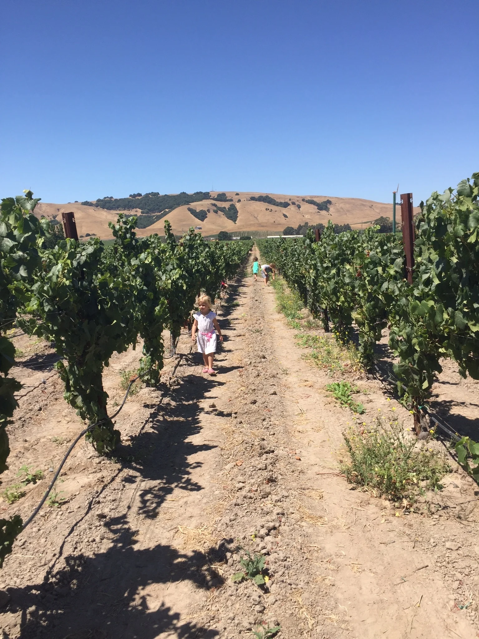 School Aged Farm Camp Tuesdays and Thursdays 9:30-12:30. July and August