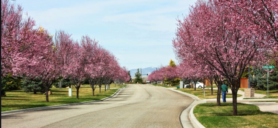 cherry blossoms.jpeg