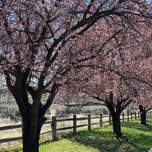Boise in the spring, you are beautiful!! Happy Easter!