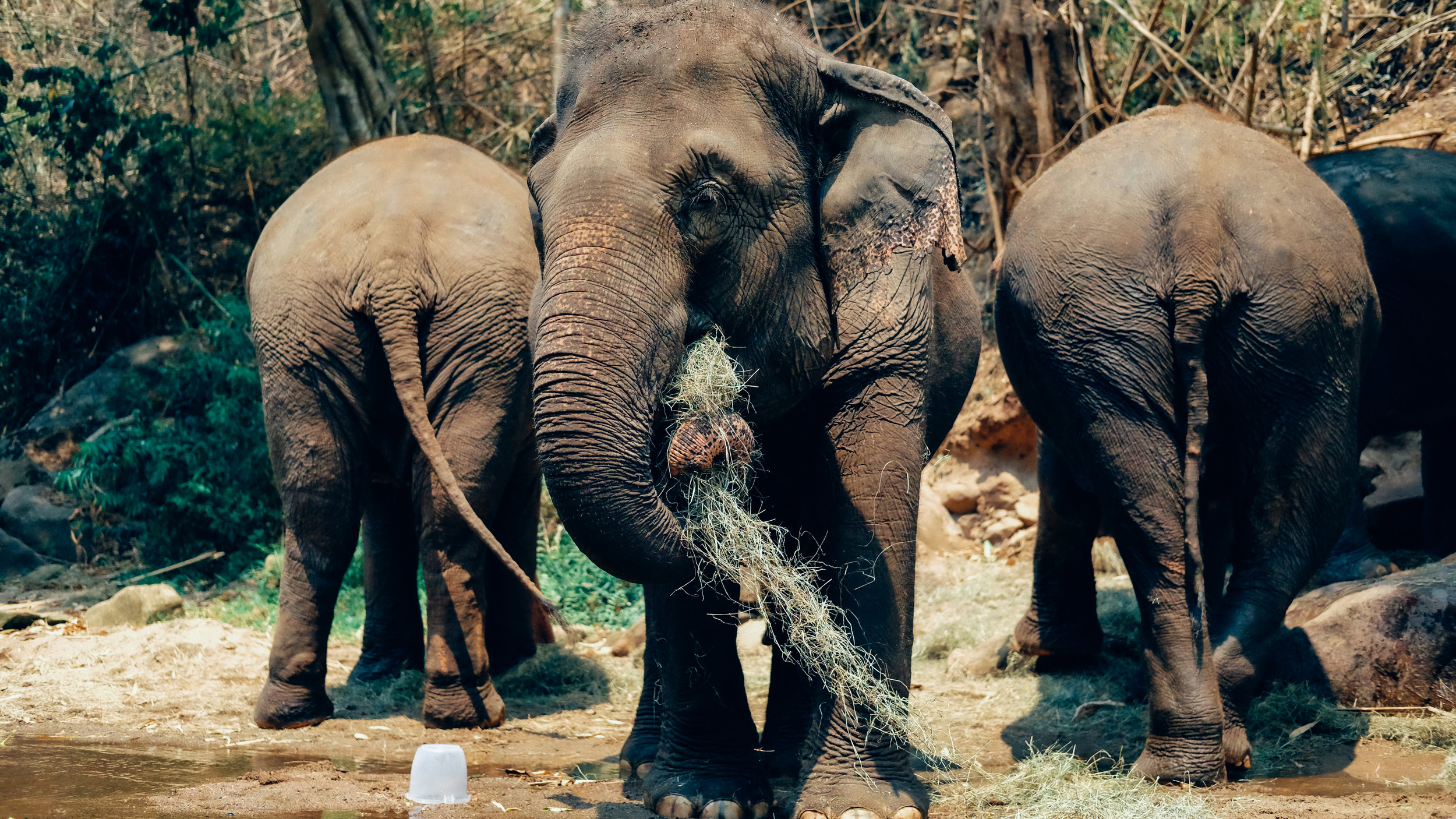 Elephants eating after their bath