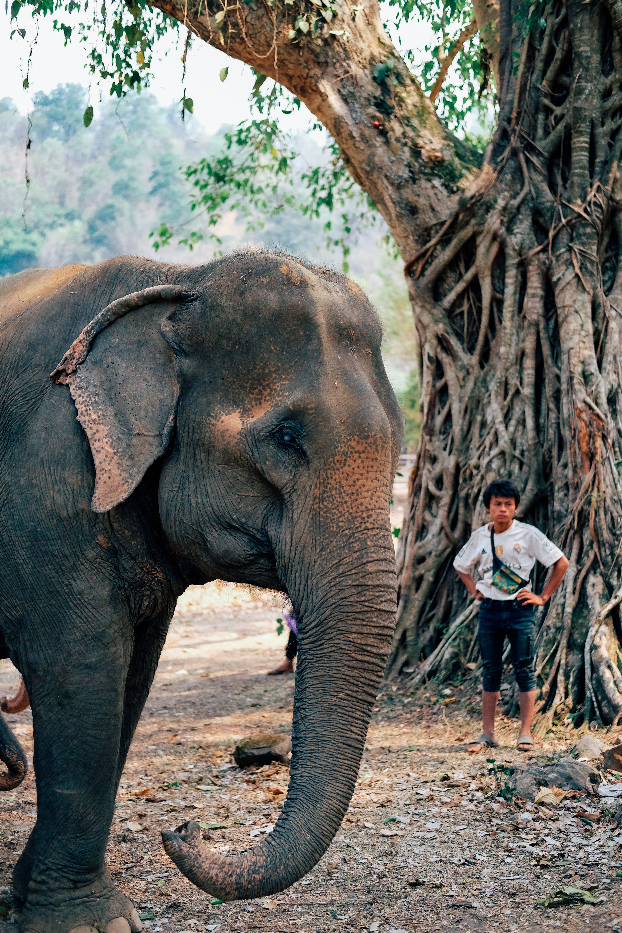 An elephant and volunteer at the Elephant Nature Park