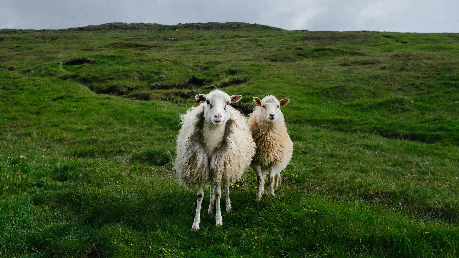 Faroe Islands Sheep Photography &amp; Interesting facts about the sheep