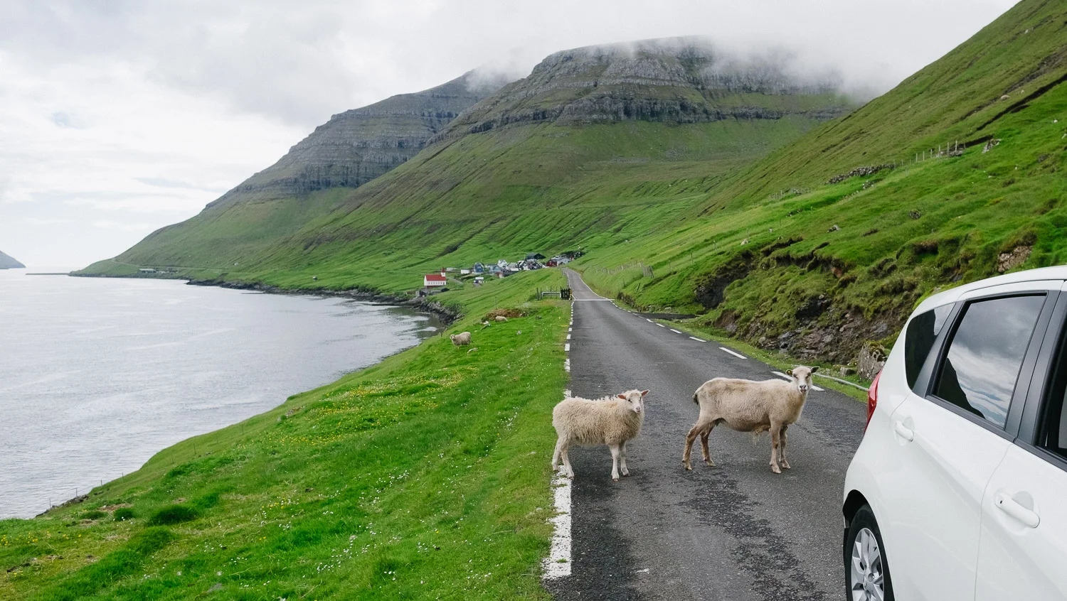 Curious sheep are checking out our rental car on the Faroe Islands.