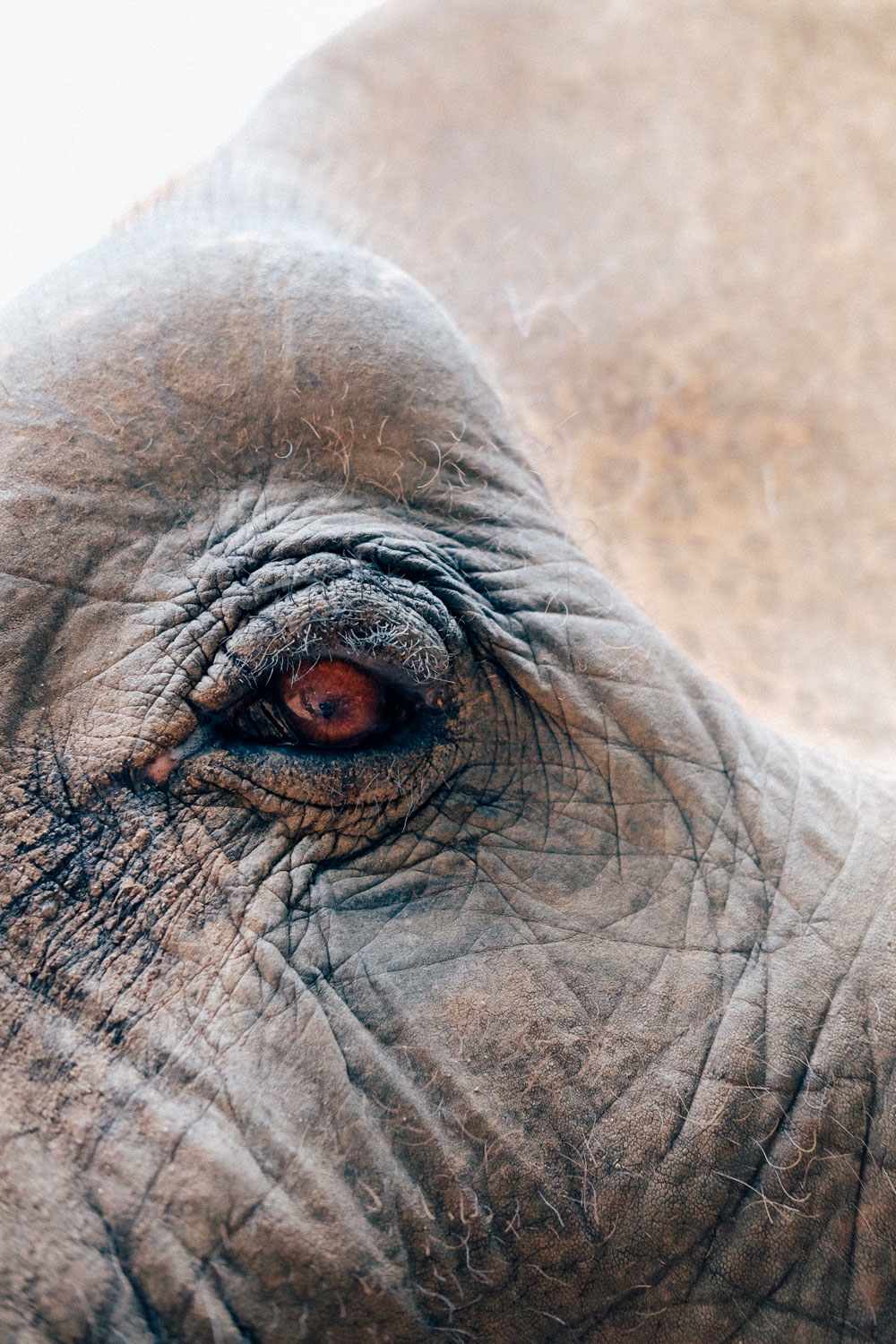 A closeup of one of our elephants
