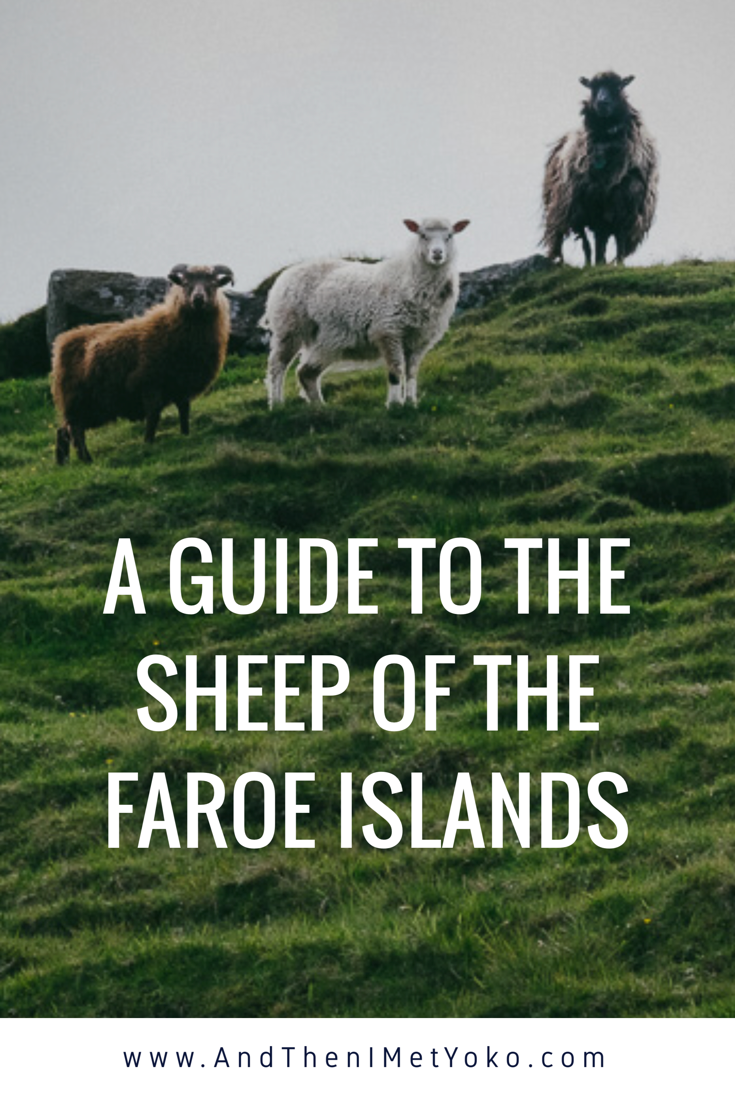 Interesting facts about the sheep off the Faroe Islands