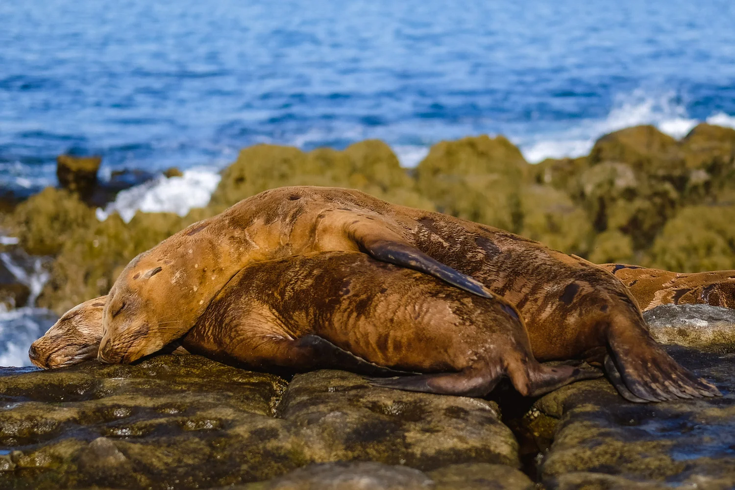 2 sea lions sleeping in La Jolla, San Diego - travel photography and guide by © Natasha Lequepeys for "And Then I Met Yoko". #sandiego #california #travelguide #photoblog #travelblog #usa #sealions #fujifilm #travelphotography #landscapephotography #naturephotography #travelitinerary #2dayssandiego #pwc #westcoast #nature #californiadreaming #pointloma #rosecranscemetery #lajolla