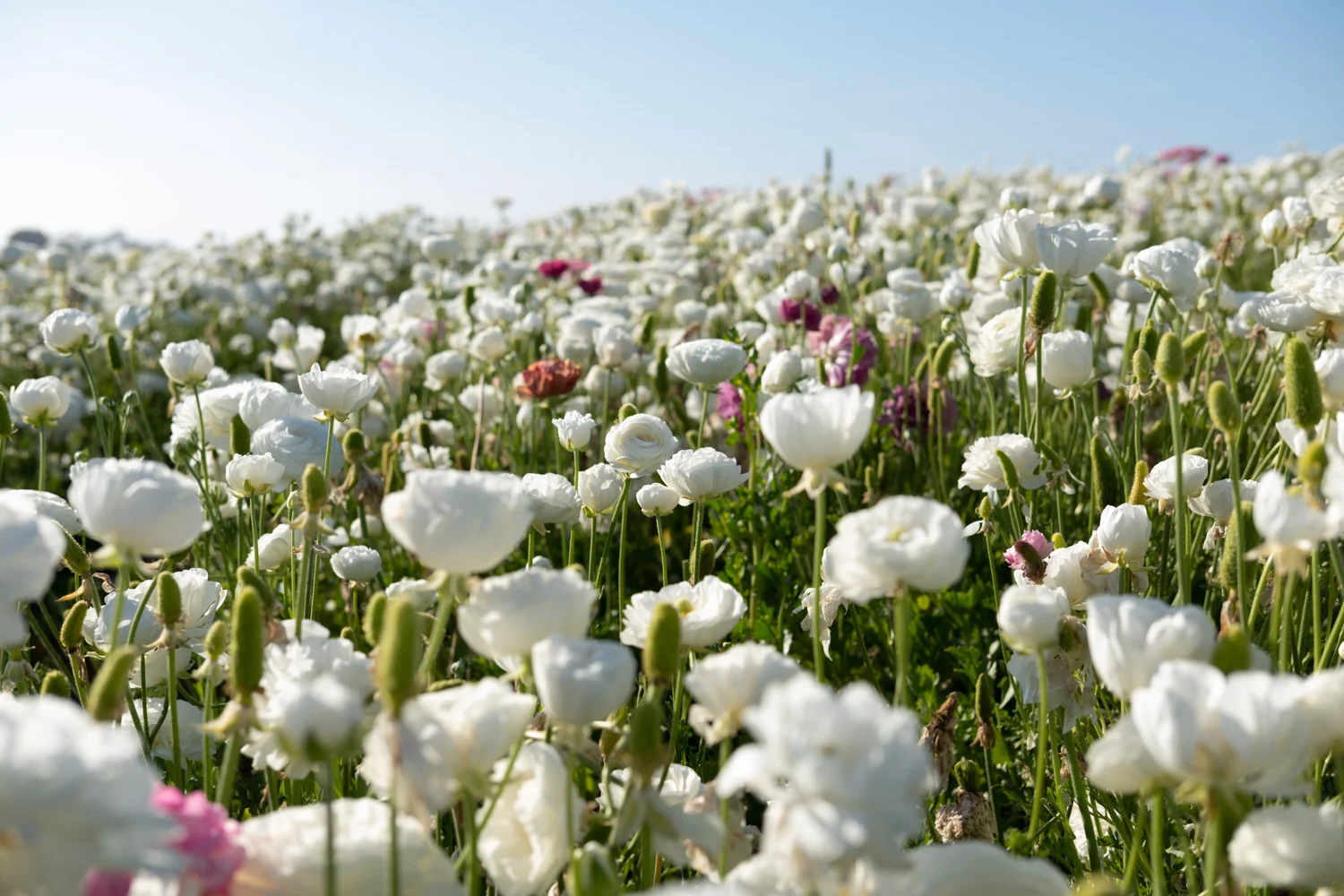 White flowers in bloom in the Carlsbad Flower Fields, San Diego - travel photography and guide by © Natasha Lequepeys for "And Then I Met Yoko". #sandiego #california #travelguide #photoblog #travelblog #usa #sealions #fujifilm #travelphotography #landscapephotography #naturephotography #travelitinerary #2dayssandiego #pwc #westcoast #nature #flower #carlsbadflowerfields #flowerfields #flowerfarm