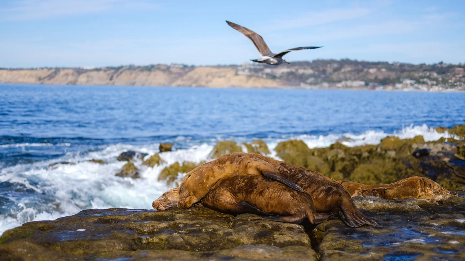  Explore Nature with this Travel and Photography Guide - San Diego