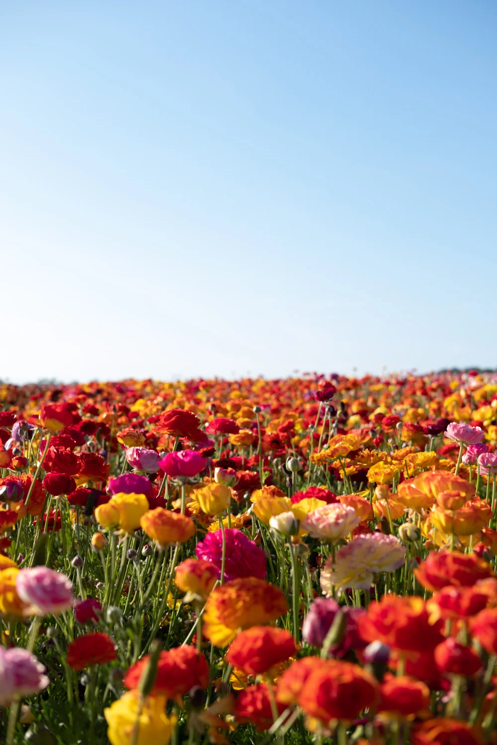 The Flower Field Farm in Carlsbad, San Diego - travel photography and guide by © Natasha Lequepeys for "And Then I Met Yoko". #sandiego #california #travelguide #photoblog #travelblog #usa #sealions #fujifilm #travelphotography #landscapephotography #naturephotography #travelitinerary #2dayssandiego #pwc #westcoast #nature #flower #carlsbadflowerfields #flowerfields #flowerfarm