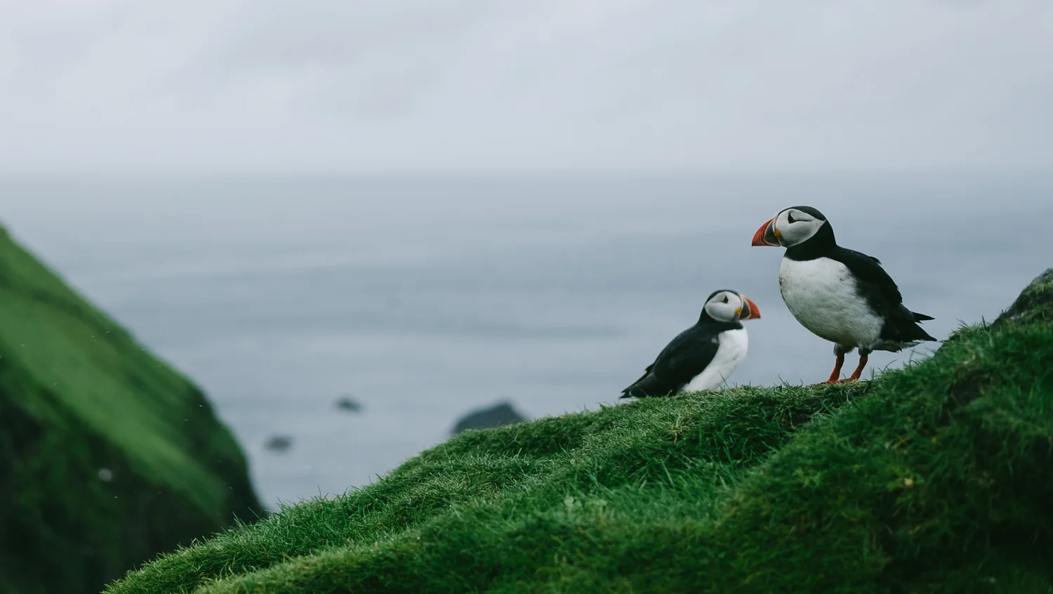Visit the island of Mykines during the summer and see hundreds of puffins.