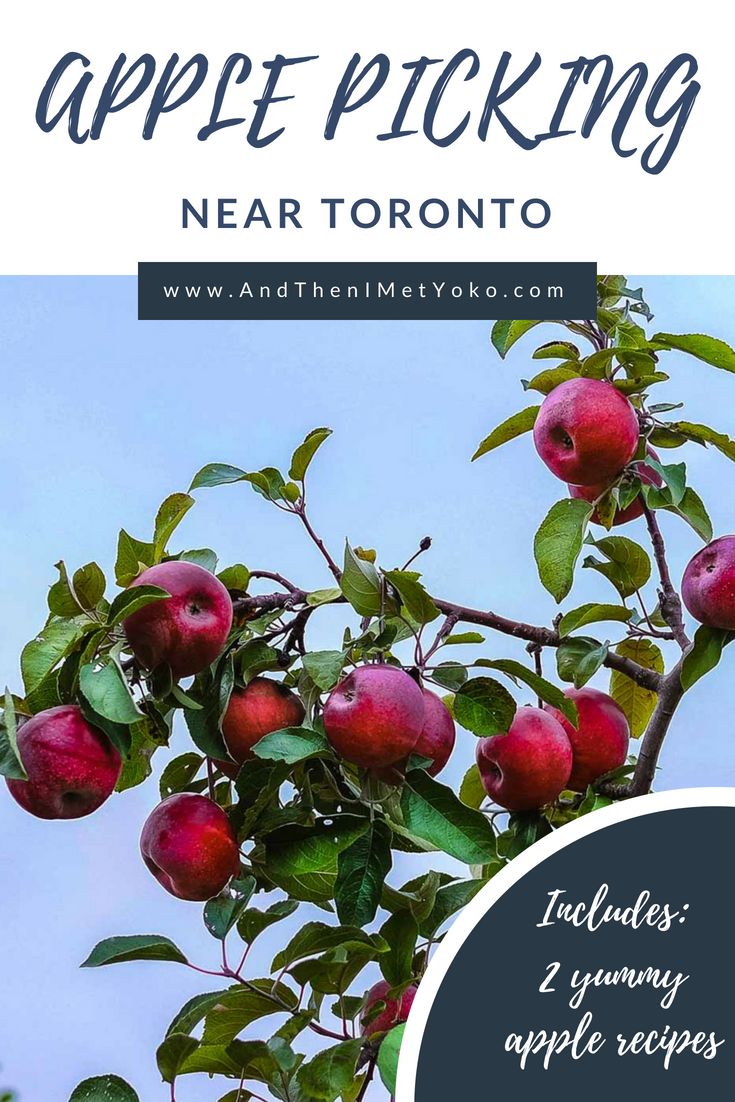 Spend an autumn day picking apples at Chudleigh’s Apple Farm near Toronto. #applepicking #toronto #chudleighs #travelguide #photoblog