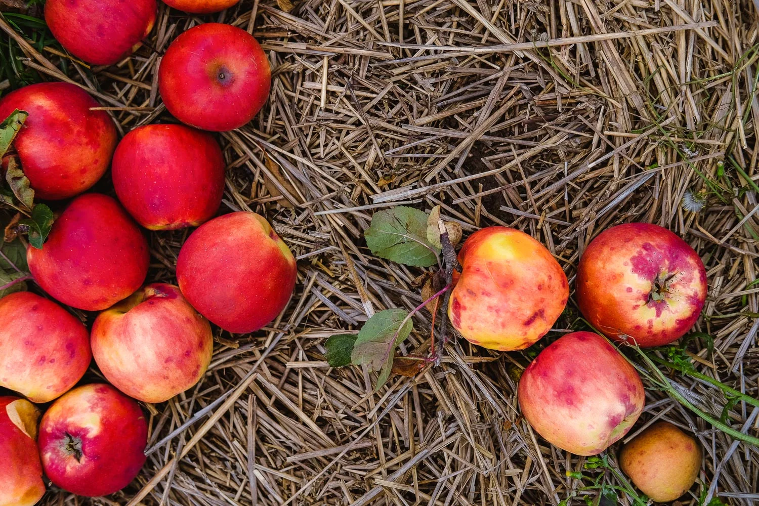My Honest review of Chudleigh's Apple Farm