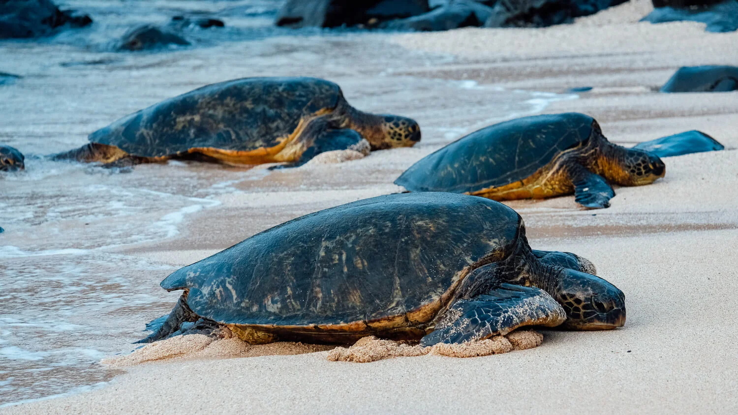 Turtles at Ho'okipa Beach