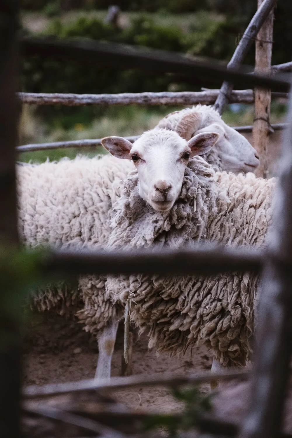 Sheep on Amantani Island. Travel photography and guide by © Natasha Lequepeys for "And Then I Met Yoko". #peru #laketiticaca #amantani #taquile #homestay #culturalexperience #photoblog #travelblog #travelphotography #fujifilm #travel #travelperu #southamerica #allwaystravel #laketiticacaitinerary #puno #uros #floatingislands #pachamama #pachatata