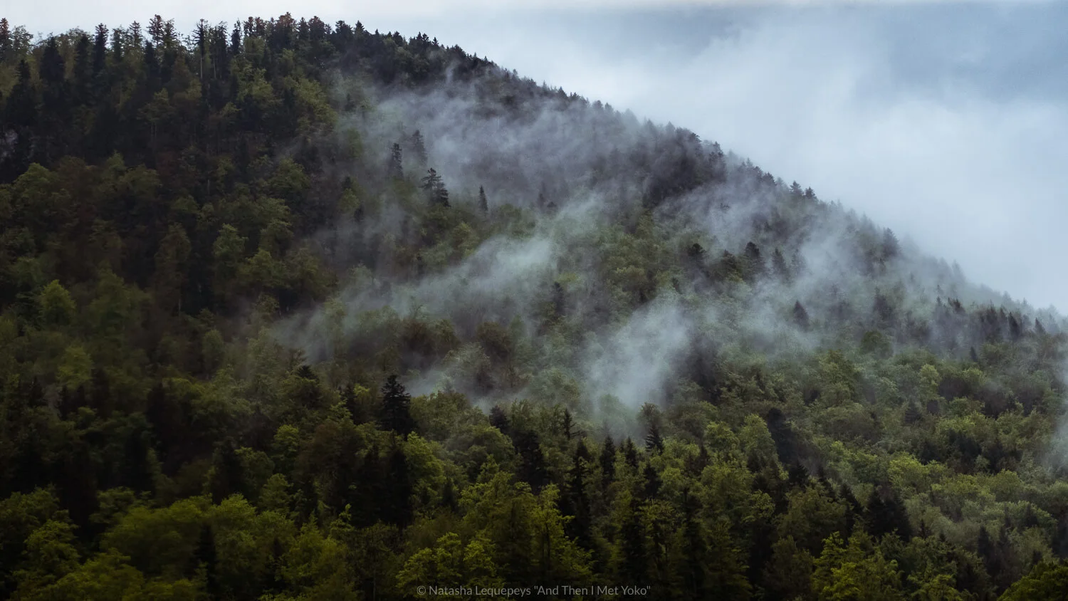Views of the forest from the train to Gruyères, Switzerland. Travel photography and guide by © Natasha Lequepeys for "And Then I Met Yoko". #alpinecheese #gruyeres #travelphotography