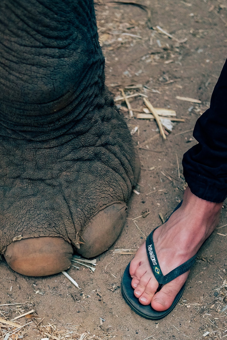 Elephant foot vs. human foot