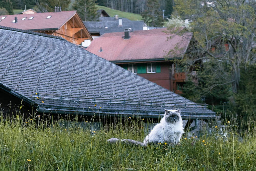 Beautiful white cat in Wengen, Switzerland. Travel photography and guide by © Natasha Lequepeys for "And Then I Met Yoko". #wengen #switzerland #jungfrau #travelphotography #fujifilm