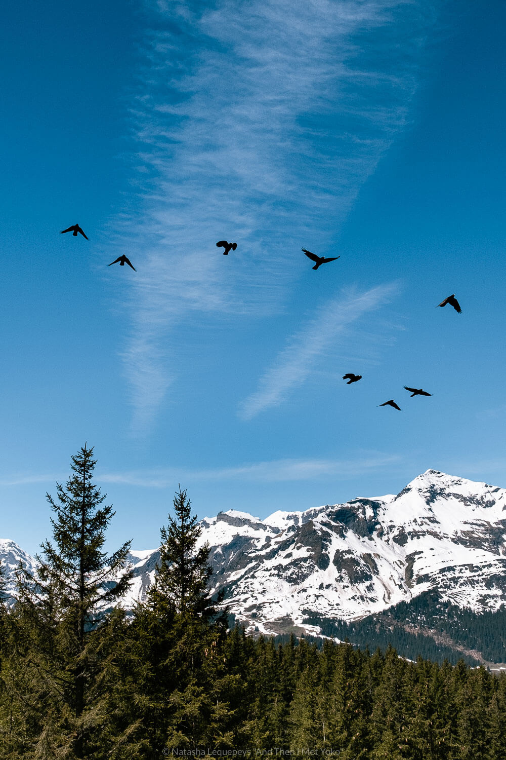 Birds on a hike in Wengen, Switzerland. Travel photography and guide by © Natasha Lequepeys for "And Then I Met Yoko". #wengen #switzerland #jungfrau #travelphotography #fujifilm