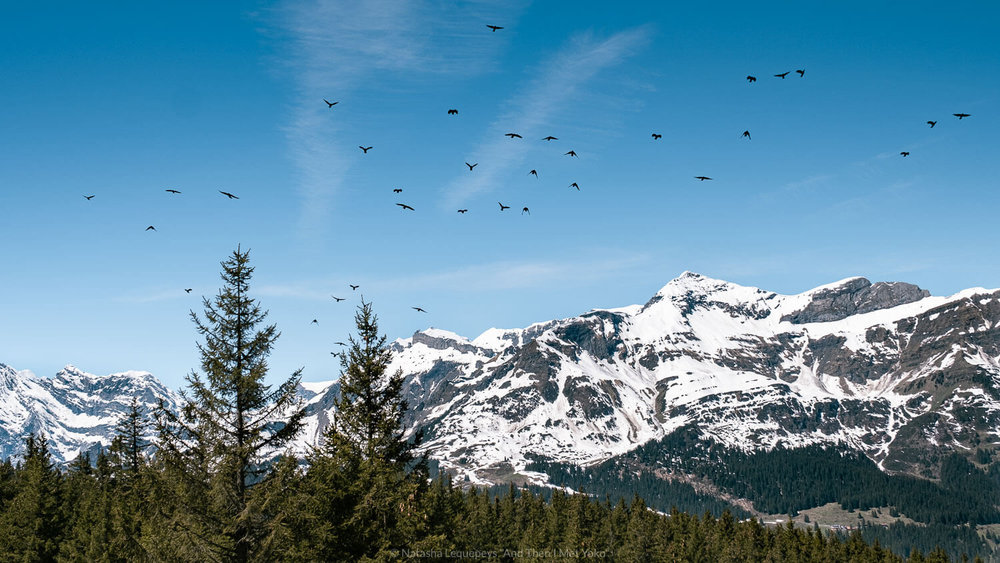 Hike to Kleine Scheidegg, Switzerland. Travel photography and guide by © Natasha Lequepeys for "And Then I Met Yoko". #wengen #switzerland #jungfrau #travelphotography #fujifilm