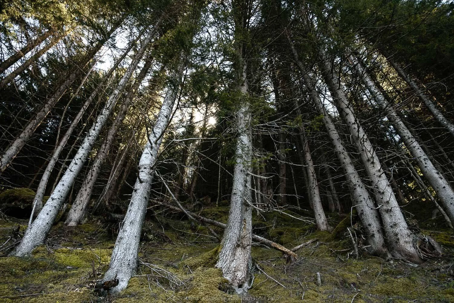 Forest on the hike to Kleine Scheidegg. Travel photography and guide by © Natasha Lequepeys for "And Then I Met Yoko". #wengen #jungfrau #travelphotography #switzerland