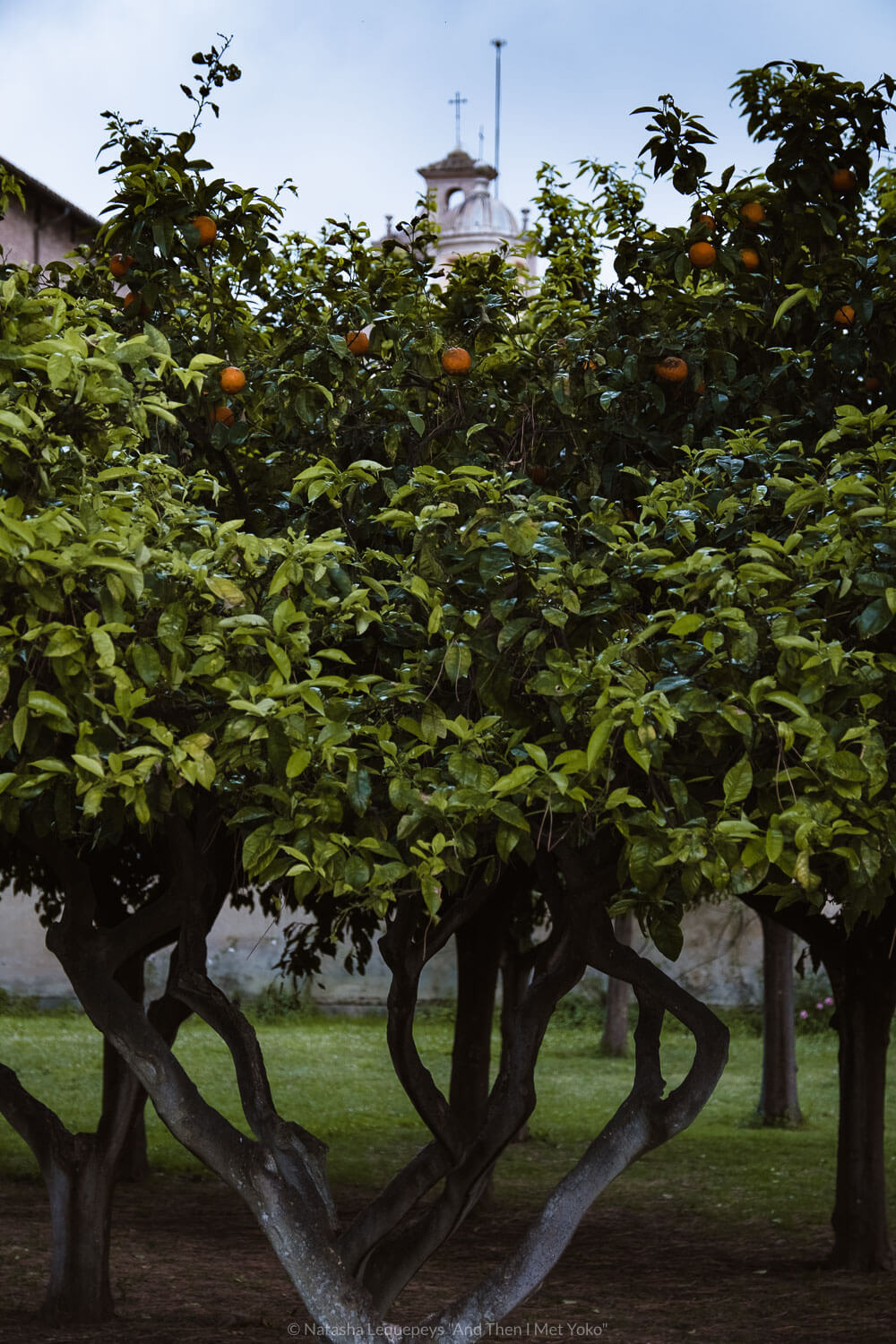 Orange trees in the Orange Garden in Rome, Italy. Travel photography and guide by © Natasha Lequepeys for "And Then I Met Yoko". #rome #italy #travelblog #travelphotography