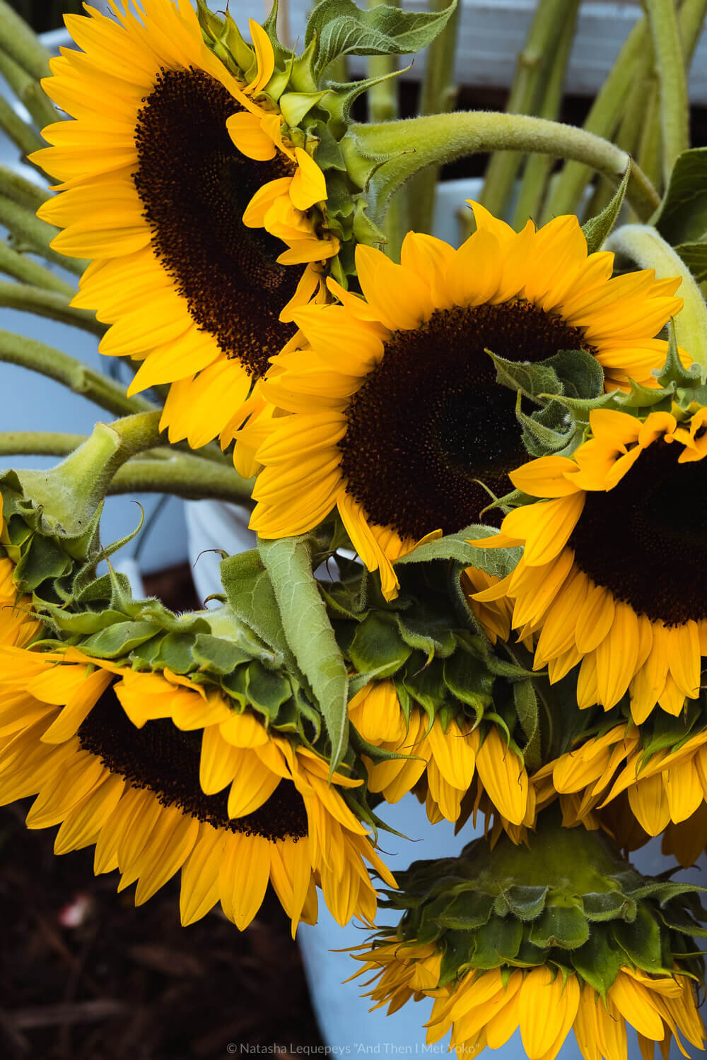 Sunflowers at the Logan Street Farmers Market, Chicago, USA. Travel photography and guide by © Natasha Lequepeys for "And Then I Met Yoko". #chicago #usa #travelblog #travelphotography
