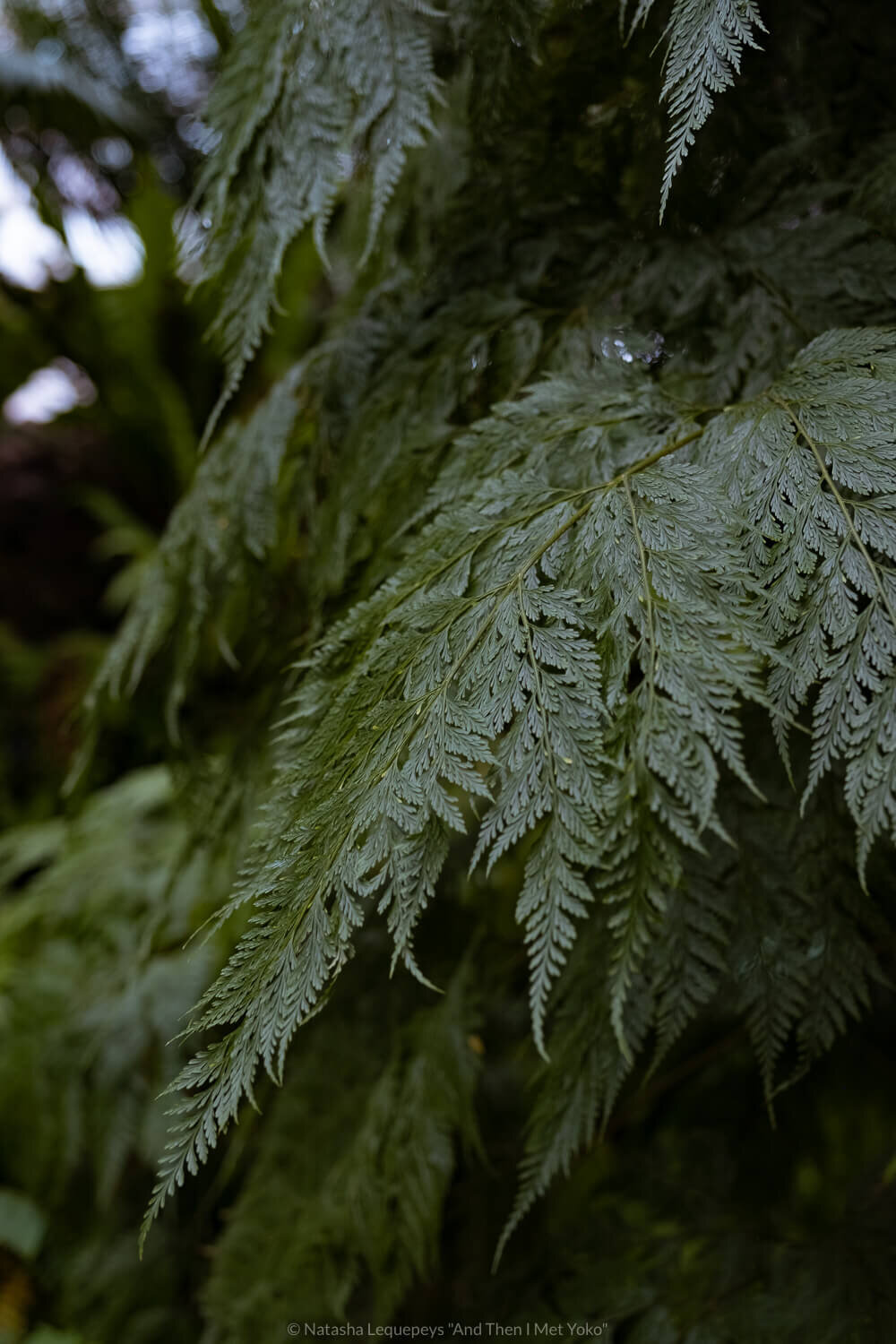 Ferns at the Lincoln Park Conservatory in Chicago, USA. Travel photography and guide by © Natasha Lequepeys for "And Then I Met Yoko". #chicago #usa #travelblog #travelphotography