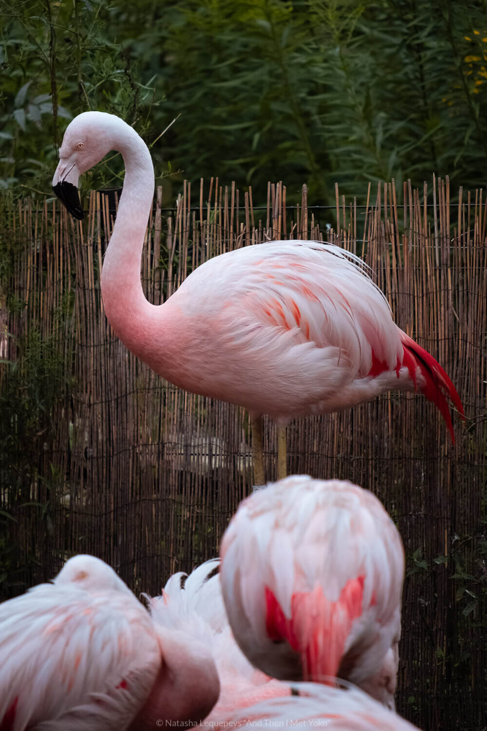 Flamingoes at the Lincoln Park Zoo, Chicago, USA. Travel photography and guide by © Natasha Lequepeys for "And Then I Met Yoko". #chicago #usa #travelblog #travelphotography