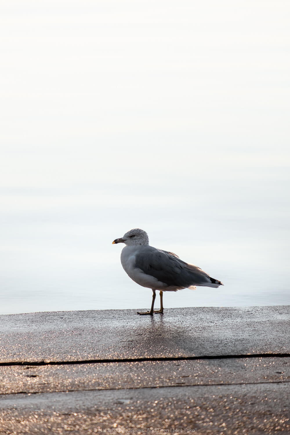 Seagull on Lakefront trail, Chicago, USA. Travel photography and guide by © Natasha Lequepeys for "And Then I Met Yoko". #chicago #usa #travelblog #travelphotography