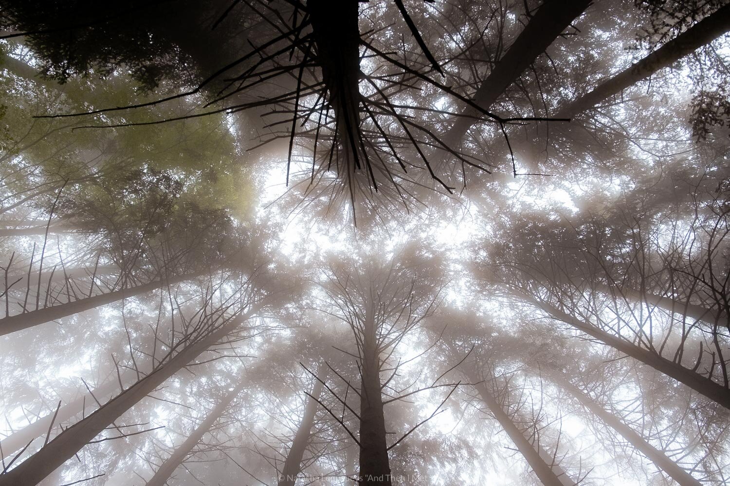 Misty tree tops in the forest on the Les Avants, Narcissus hiking trail in Montreux, Switzerland. © Travel photography and guide created by Natasha Lequepeys for “And Then I Met Yoko”. 