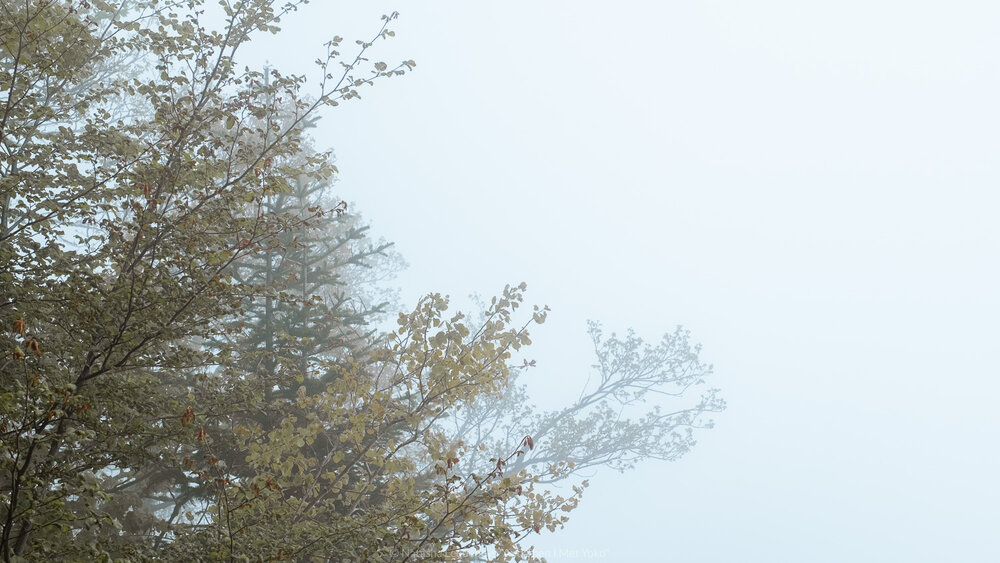 Misty tree tops in the forest on the Les Avants, Narcissus hiking trail in Montreux, Switzerland. © Travel photography and guide created by Natasha Lequepeys for “And Then I Met Yoko”.