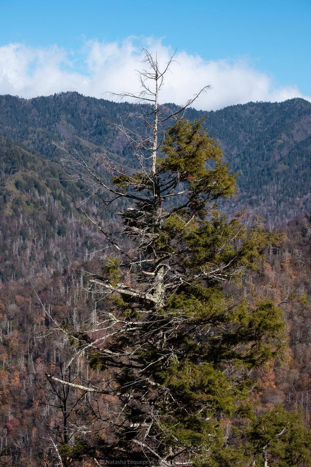 Chimney Top trail, The Great Smoky Mountains. Travel photography and guide by © Natasha Lequepeys for "And Then I Met Yoko". #smokymountains #usa #travelblog #travelphotography