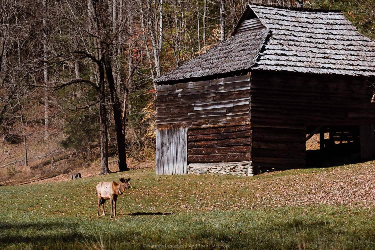 Elk in the Cataloochee Valley, The Great Smoky Mountains. Travel photography and guide by © Natasha Lequepeys for "And Then I Met Yoko". #smokymountains #usa #travelblog #travelphotography