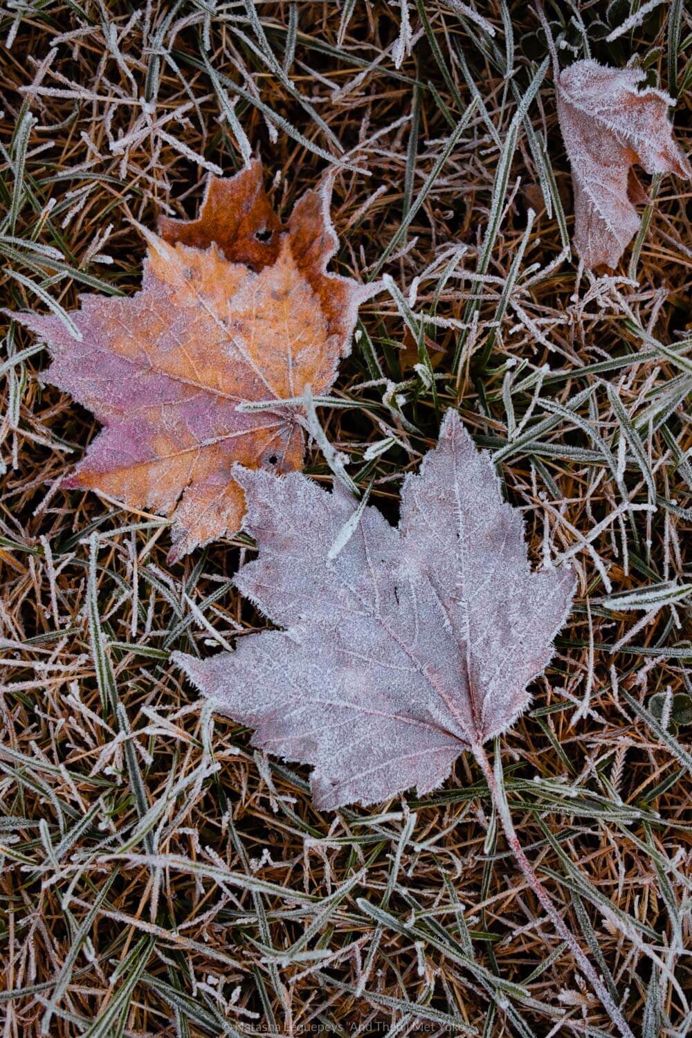 Fall leaves with frost in The Great Smoky Mountains. Travel photography and guide by © Natasha Lequepeys for "And Then I Met Yoko". #smokymountains #usa #travelblog #travelphotography