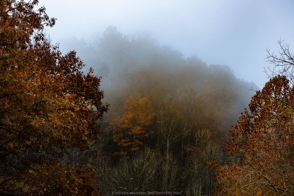 Misty forest, The Great Smoky Mountains. Travel photography and guide by © Natasha Lequepeys for "And Then I Met Yoko". #smokymountains #usa #travelblog #travelphotography