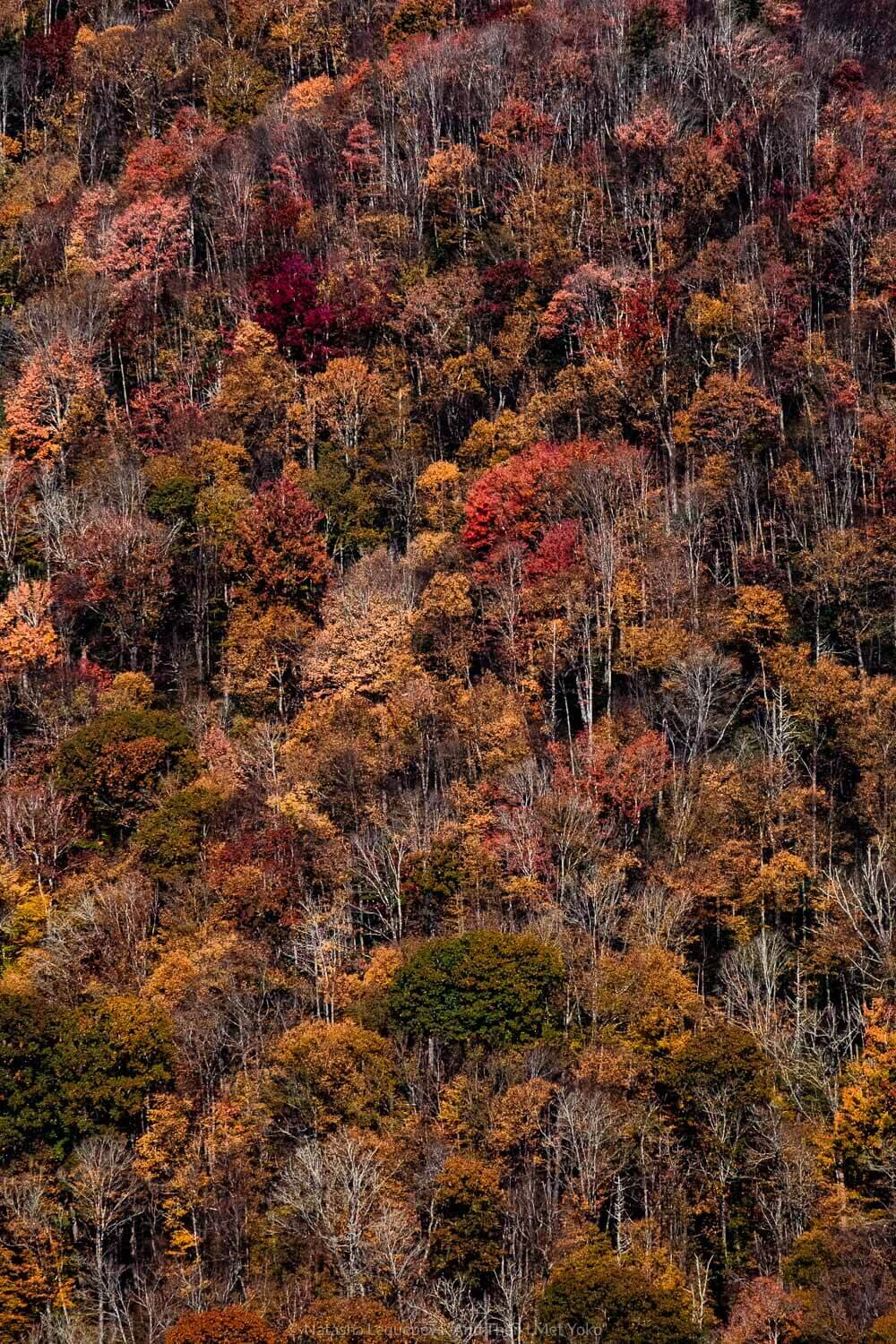 Fall Foliage, The Great Smoky Mountains. Travel photography and guide by © Natasha Lequepeys for "And Then I Met Yoko". #smokymountains #usa #travelblog #travelphotography