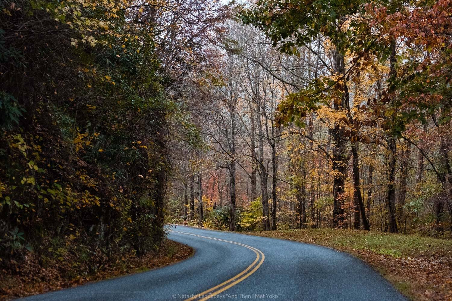 Winding roads, The Great Smoky Mountains. Travel photography and guide by © Natasha Lequepeys for "And Then I Met Yoko". #smokymountains #usa #travelblog #travelphotography