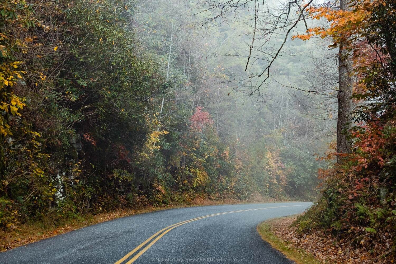 Winding roads, The Great Smoky Mountains. Travel photography and guide by © Natasha Lequepeys for "And Then I Met Yoko". #smokymountains #usa #travelblog #travelphotography